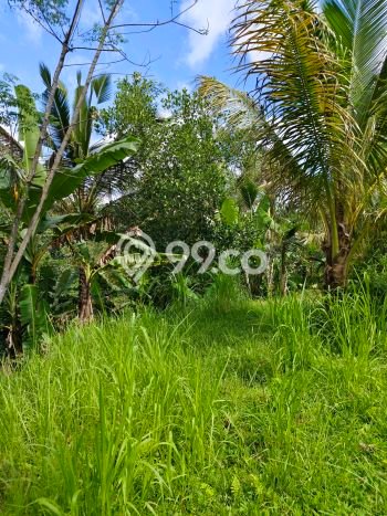 Kavling Tanah di Tampaksiring Dijual Luas 2000m2 Legalitas SHM Kavling Tanah di Tampaksiring Dijual Luas 2000m2 Legalitas SHM