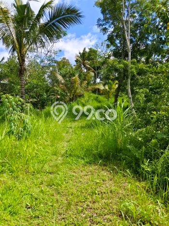 Kavling Tanah di Tampaksiring Dijual Luas 2000m2 Legalitas SHM Kavling Tanah di Tampaksiring Dijual Luas 2000m2 Legalitas SHM