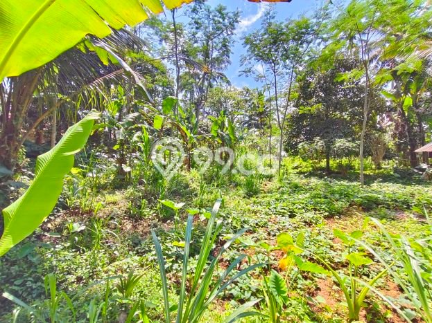 Tanah Kawasan Tegallalang, Luas 4500m2m², Lokasi Strategis, Lingkungan Asri, Bebas Banjir Tanah Kawasan Tegallalang, Luas 4500m2m², Lokasi Strategis, Lingkungan Asri, Bebas Banjir