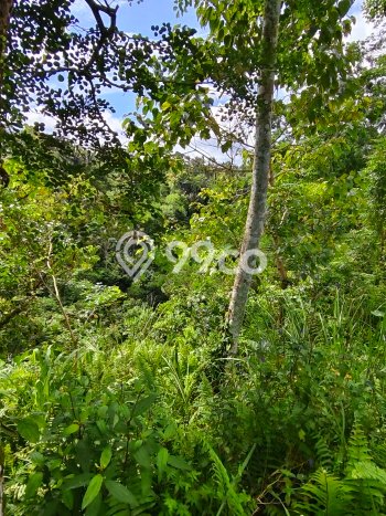 Kavling Tanah di Tampaksiring Dijual Luas 2000m2 Legalitas SHM Kavling Tanah di Tampaksiring Dijual Luas 2000m2 Legalitas SHM