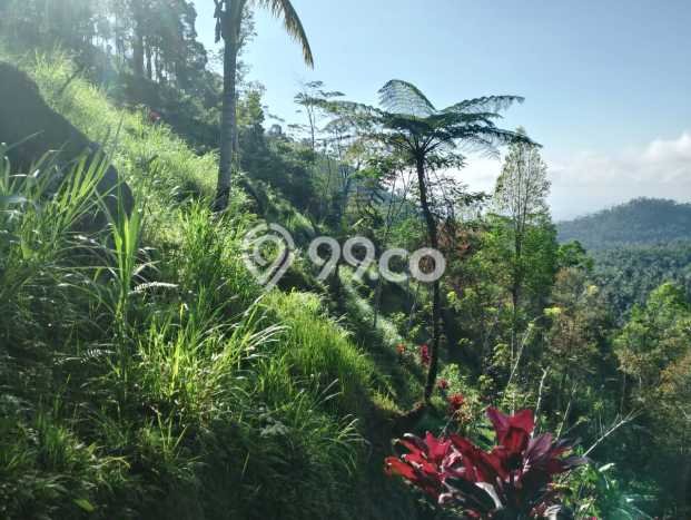 Jarang Ada! Tanah di Karangasem Punya Luas 4750m2 SHM Jarang Ada! Tanah di Karangasem Punya Luas 4750m2 SHM