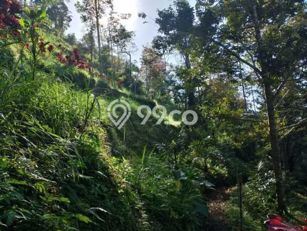 Jarang Ada! Tanah di Karangasem Punya Luas 4750m2 SHM Jarang Ada! Tanah di Karangasem Punya Luas 4750m2 SHM
