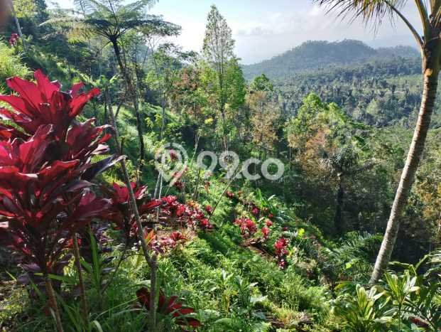 Jarang Ada! Tanah di Karangasem Punya Luas 4750m2 SHM Jarang Ada! Tanah di Karangasem Punya Luas 4750m2 SHM