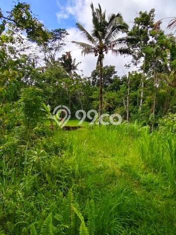 Kavling Tanah di Tampaksiring Dijual Luas 2000m2 Legalitas SHM Kavling Tanah di Tampaksiring Dijual Luas 2000m2 Legalitas SHM