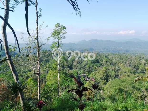 Jarang Ada! Tanah di Karangasem Punya Luas 4750m2 SHM Jarang Ada! Tanah di Karangasem Punya Luas 4750m2 SHM