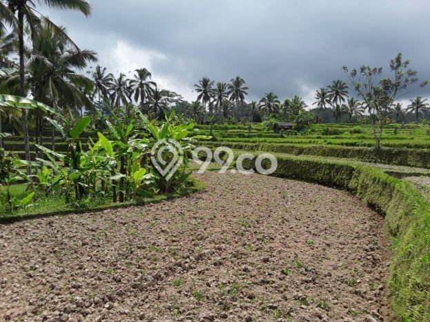 Dijual Tanah di Ubud Gianyar Luas 69000m2 SHM Dijual Tanah di Ubud Gianyar Luas 69000m2 SHM