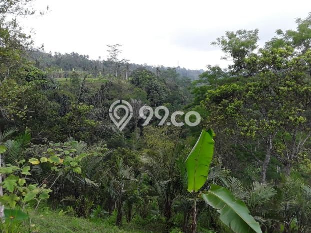 Dijual Tanah di Ubud Gianyar Luas 69000m2 SHM Dijual Tanah di Ubud Gianyar Luas 69000m2 SHM