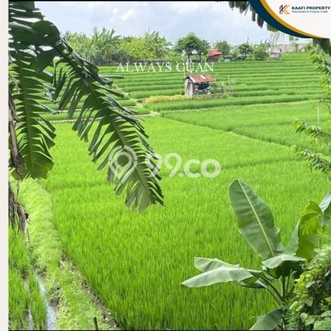 Dijual Tanah Lokasi canggu, Badung Seluas 1130m2 Dijual Tanah Lokasi canggu, Badung Seluas 1130m2