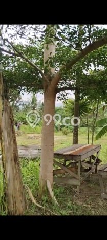 Untuk Dijual Tanah di Cilegon Cilegon Luas 3e+06m2 SHM Untuk Dijual Tanah di Cilegon Cilegon Luas 3e+06m2 SHM