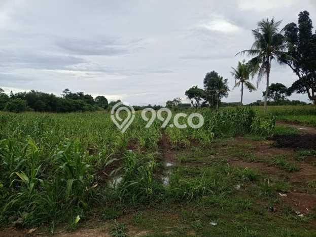 Kavling Tanah di Serang Dijual Luas 300000m2 Legalitas SHM Kavling Tanah di Serang Dijual Luas 300000m2 Legalitas SHM