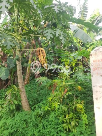 Lahan Dijual Lokasi Strategis di Depok dengan Luas 528m2 Lahan Dijual Lokasi Strategis di Depok dengan Luas 528m2