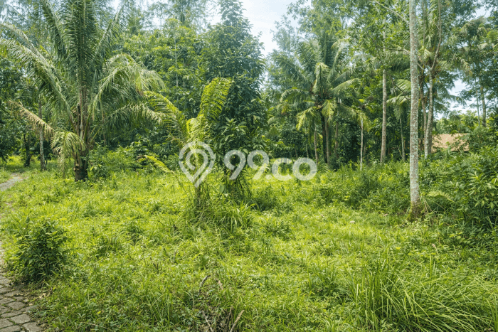 Sangat Dicari! Kavling Tanah Disewakan di Cinangka, Serang Sangat Dicari! Kavling Tanah Disewakan di Cinangka, Serang