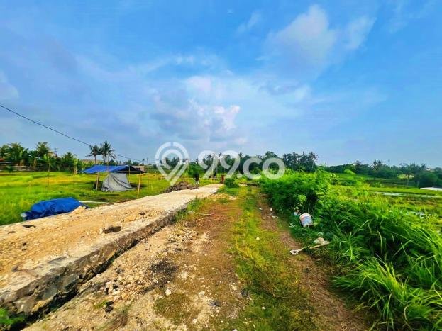 Tanah Dijual Lokasi Kediri, Tabanan dengan Luas Tanah 1060m2 dan Status - Tanah Dijual Lokasi Kediri, Tabanan dengan Luas Tanah 1060m2 dan Status -