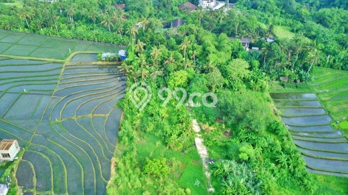 Tanah Dijual Lokasi Kediri, Tabanan dengan Luas Tanah 1060m2 dan Status - Tanah Dijual Lokasi Kediri, Tabanan dengan Luas Tanah 1060m2 dan Status -