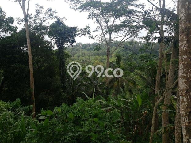 Untuk Dijual Tanah di Ubud Gianyar Luas 8000m2 SHM Untuk Dijual Tanah di Ubud Gianyar Luas 8000m2 SHM