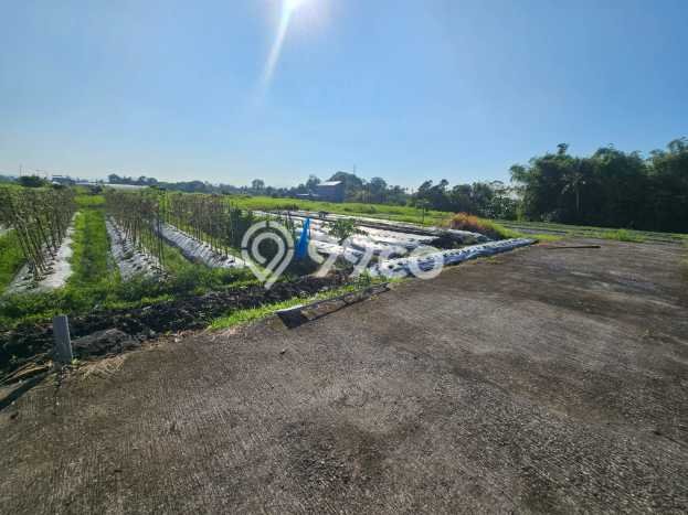 Tanah Dijual Lokasi Tabanan, Tabanan Luas 500m2 Legalitas Aman Tanah Dijual Lokasi Tabanan, Tabanan Luas 500m2 Legalitas Aman