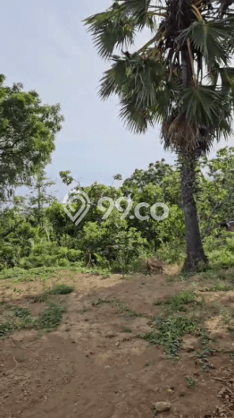 Tanah Strategis Dijual di Buleleng Buleleng 25600m2 Tanah Strategis Dijual di Buleleng Buleleng 25600m2