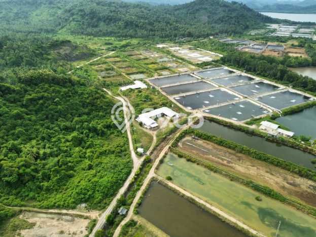 Tanah Kavling untuk Dijual di Punduh Pidada Pesawaran 265349m2 Tanah Kavling untuk Dijual di Punduh Pidada Pesawaran 265349m2