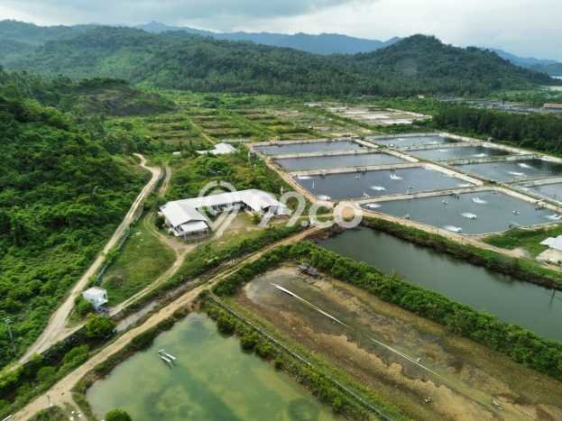 Tanah Kavling untuk Dijual di Punduh Pidada Pesawaran 265349m2 Tanah Kavling untuk Dijual di Punduh Pidada Pesawaran 265349m2