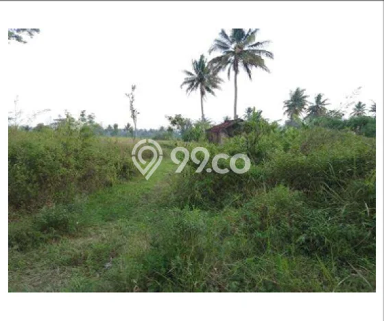 Lahan Dijual Lokasi Sawangan, Magelang dengan Luas Tanah 8745m2 dan Status SHM Lahan Dijual Lokasi Sawangan, Magelang dengan Luas Tanah 8745m2 dan Status SHM