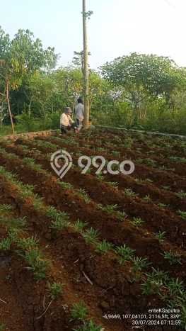 Jarang Ada! Tanah di Cianjur Punya Luas 3300m2 SHM Jarang Ada! Tanah di Cianjur Punya Luas 3300m2 SHM