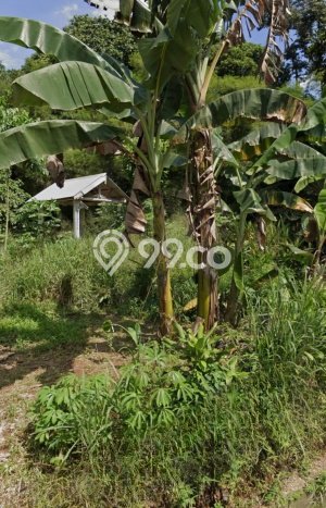 Lahan Kosong Dijual di Gunung Sindur, Bogor, Luas 1179m2 Area Strategis Lahan Kosong Dijual di Gunung Sindur, Bogor, Luas 1179m2 Area Strategis