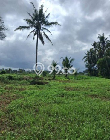Tanah Kavling untuk Disewa di Ubud Gianyar 3000m2 Tanah Kavling untuk Disewa di Ubud Gianyar 3000m2