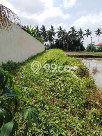 Lahan Dijual Lokasi Tampaksiring, Gianyar dengan Luas Tanah 3700m2 dan Status SHM Lahan Dijual Lokasi Tampaksiring, Gianyar dengan Luas Tanah 3700m2 dan Status SHM