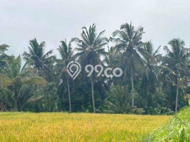 Lahan Dijual Lokasi Tampaksiring, Gianyar dengan Luas Tanah 3700m2 dan Status SHM Lahan Dijual Lokasi Tampaksiring, Gianyar dengan Luas Tanah 3700m2 dan Status SHM