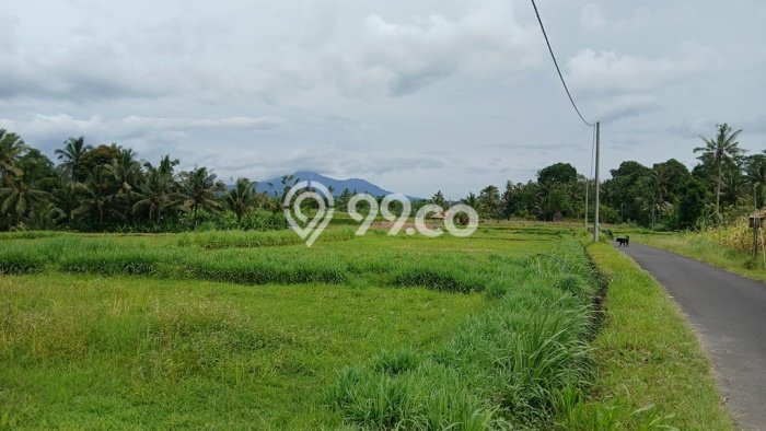 Tanah Kavling di Payangan Dijual dengan Luas 1575m2 Tanah Kavling di Payangan Dijual dengan Luas 1575m2