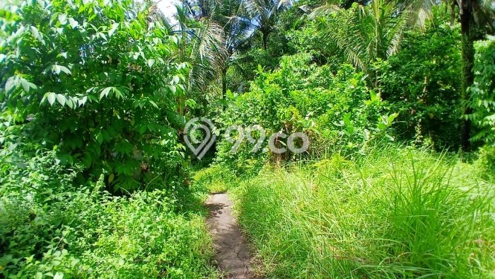 Paling Dicari! Lahan Kosong Disewakan di Ubud, Gianyar Paling Dicari! Lahan Kosong Disewakan di Ubud, Gianyar