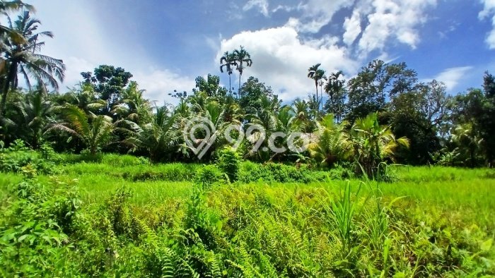 Paling Dicari! Lahan Kosong Disewakan di Ubud, Gianyar Paling Dicari! Lahan Kosong Disewakan di Ubud, Gianyar