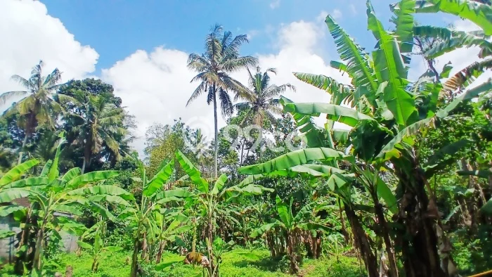 Tanah Kavling untuk Disewa di Payangan Gianyar 2420m2 Tanah Kavling untuk Disewa di Payangan Gianyar 2420m2