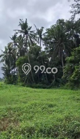 Tanah Kavling untuk Disewa di Ubud Gianyar 3000m2 Tanah Kavling untuk Disewa di Ubud Gianyar 3000m2