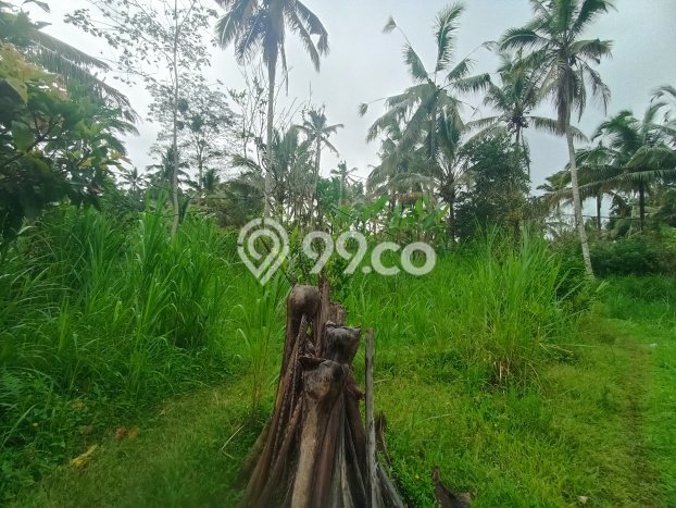 Lahan Investasi Lokasi Ubud Gianyar Hak Sewa Lahan Investasi Lokasi Ubud Gianyar Hak Sewa