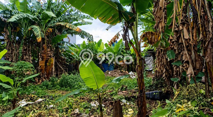 Tanah Dijual Lokasi Cilodong Depok SHM Tanah Dijual Lokasi Cilodong Depok SHM