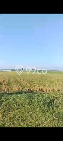 Jarang Ada! Tanah di Ajung Punya Luas 7434m2 SHM Jarang Ada! Tanah di Ajung Punya Luas 7434m2 SHM