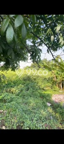 Tanah Dijual Lokasi Buduran, Sidoarjo Luas 11000m2 Legalitas Aman Tanah Dijual Lokasi Buduran, Sidoarjo Luas 11000m2 Legalitas Aman