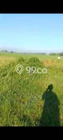 Jarang Ada! Tanah di Ajung Punya Luas 7434m2 SHM Jarang Ada! Tanah di Ajung Punya Luas 7434m2 SHM