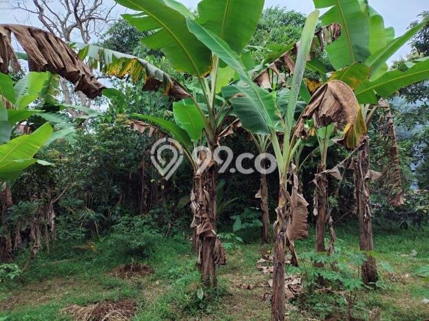 Kavling Tanah Dijual di Dramaga Bogor Spesifikasi 1540m2 Kavling Tanah Dijual di Dramaga Bogor Spesifikasi 1540m2