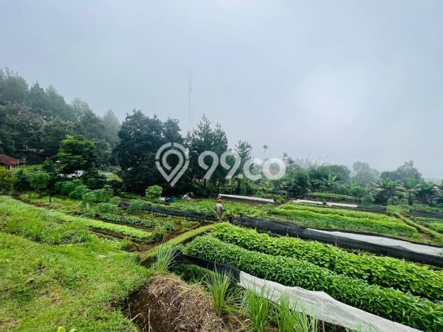 Tanah Kavling untuk Dijual di Ciapus Bogor 2923m2 Tanah Kavling untuk Dijual di Ciapus Bogor 2923m2