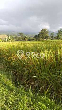 Tanah Dijual Lokasi Bogor Barat, Bogor Luas 8000m2 Legalitas Aman Tanah Dijual Lokasi Bogor Barat, Bogor Luas 8000m2 Legalitas Aman