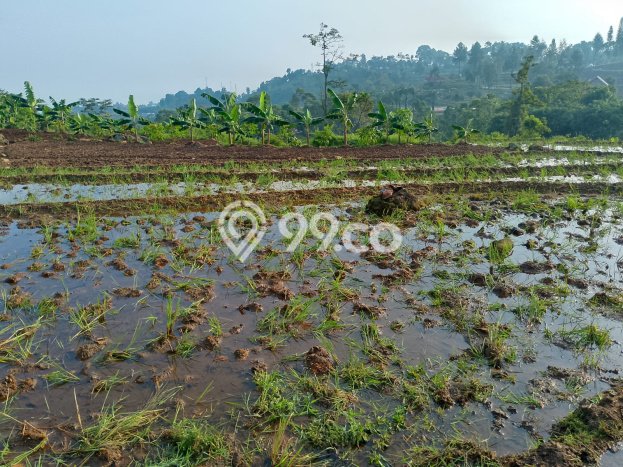 Tanah untuk Dijual di Bogor Barat Bogor Luas 3000m2 Tanah untuk Dijual di Bogor Barat Bogor Luas 3000m2