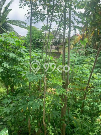 Jarang Ada! Tanah di Pasar Rebo Punya Luas 2521m2 SHM Jarang Ada! Tanah di Pasar Rebo Punya Luas 2521m2 SHM