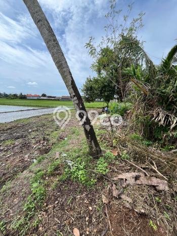Dijual Tanah 4850m2 di Kaba kaba, Tabanan Dijual Tanah 4850m2 di Kaba kaba, Tabanan