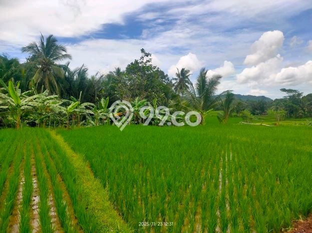 Tanah Kavling untuk Dijual di Padarincang Serang 2000m2 Tanah Kavling untuk Dijual di Padarincang Serang 2000m2