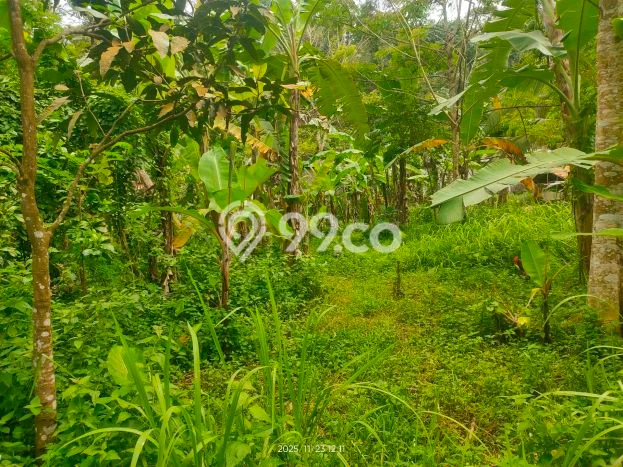 Tanah Komersial Dijual di Padarincang Serang 700m2 Tanah Komersial Dijual di Padarincang Serang 700m2
