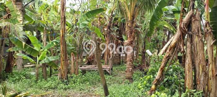 Kavling Tanah untuk Disewa di Nyanyi Lahan Luas 300m2 Kavling Tanah untuk Disewa di Nyanyi Lahan Luas 300m2