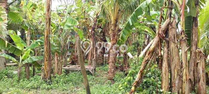 Kavling Tanah untuk Disewa di Nyanyi Lahan Luas 300m2 Kavling Tanah untuk Disewa di Nyanyi Lahan Luas 300m2