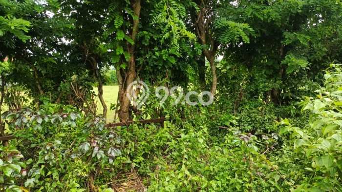 Disewakan Tanah di Jimbaran Badung Seluas 30000m2 Disewakan Tanah di Jimbaran Badung Seluas 30000m2